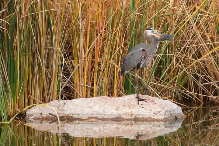 Wetlands Park, Las Vegas, NV