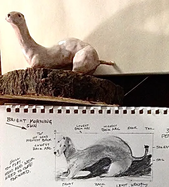 Animal #8  Least Weasel