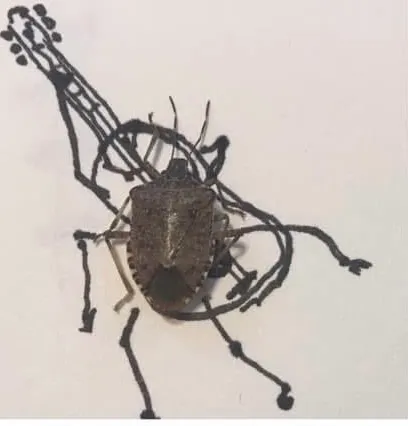 Stink Bug Jazz Band #3