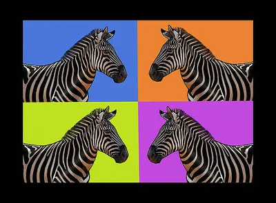 Zebra Cubed