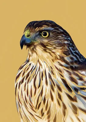 Coopers Hawk Portrait