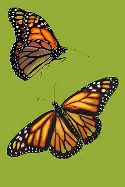 Monarch Pair