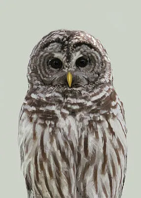 Barred Owl Portrait in Four Colors