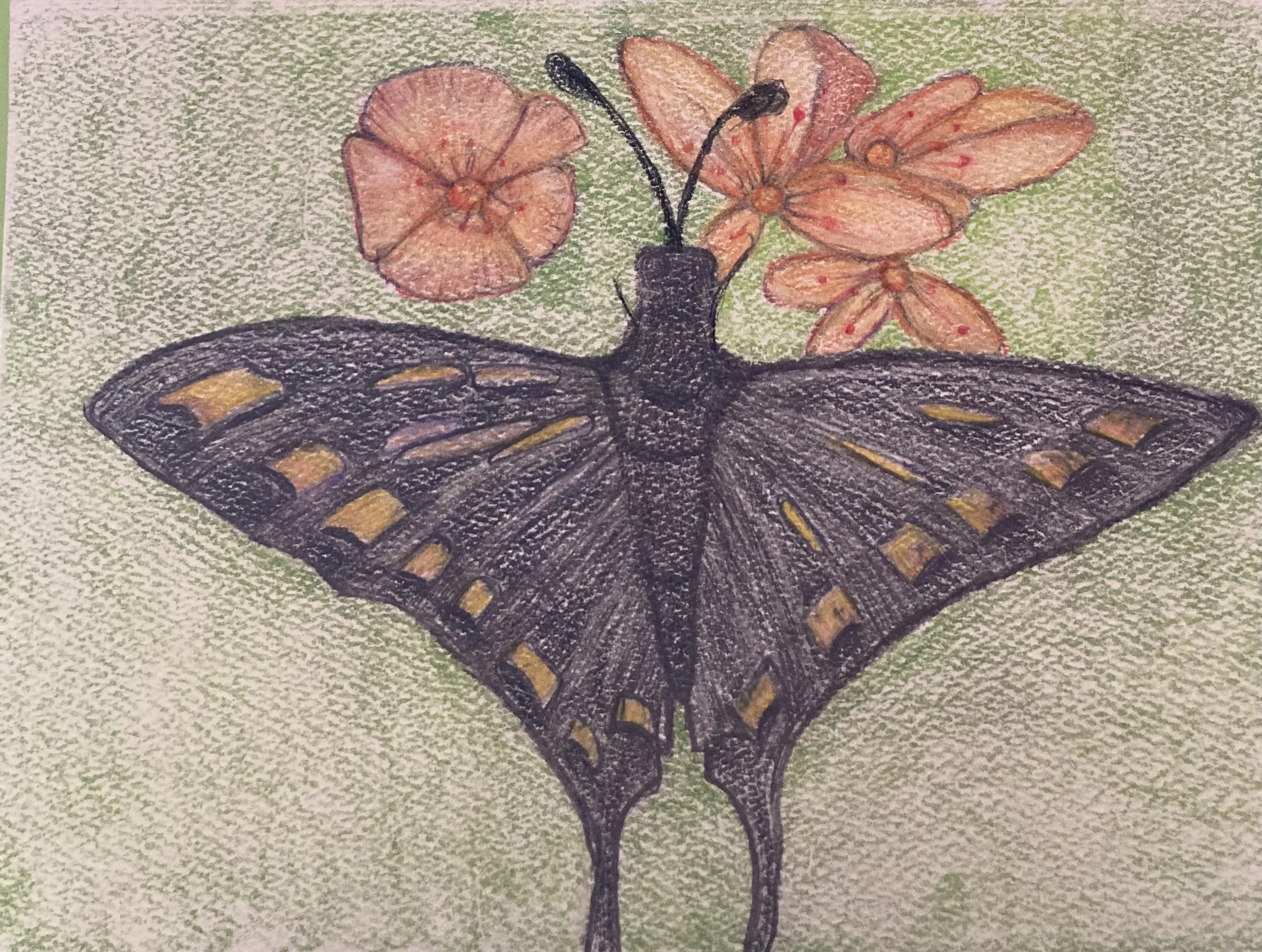 Butterfly Greeting Card