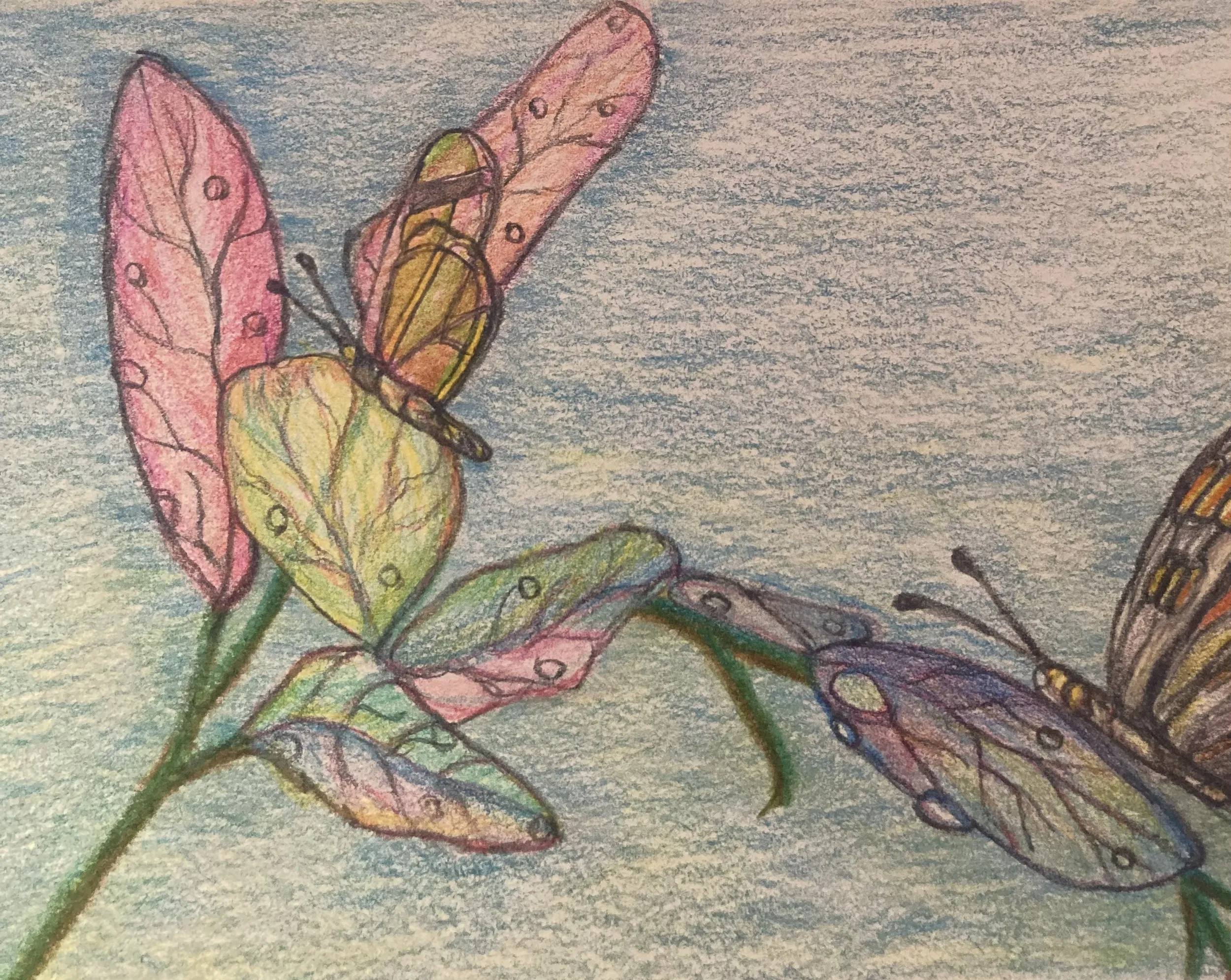 Butterflies And Flowers