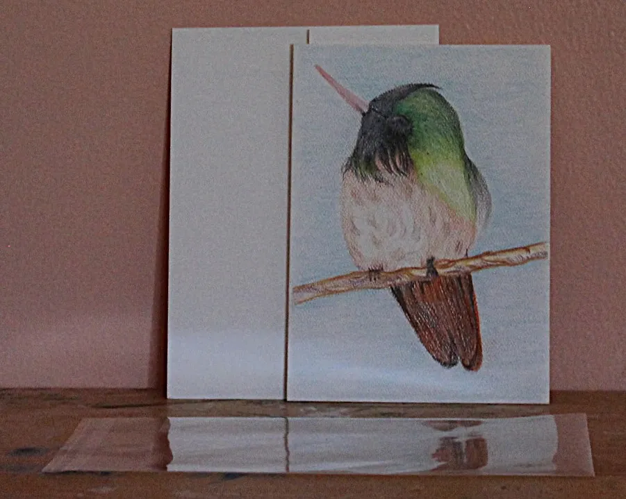 Anna's Humming Bird