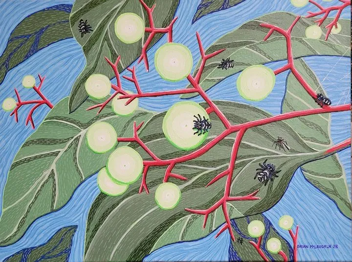 Zebra jumping spider babies