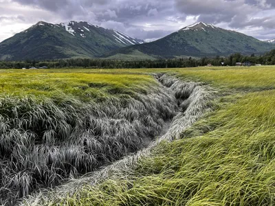 Hope Alaska hay field  (photo)